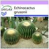 Barrel Cactus / Mother In Law Seat - 40 Seeds - Echinocactus Grusonii