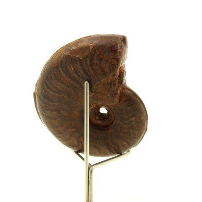 Pierres et Minéraux. Ammonite Cléonicères Besairiei 181.90 ct. Mahajanga, Ambatolafia, Madagascar.