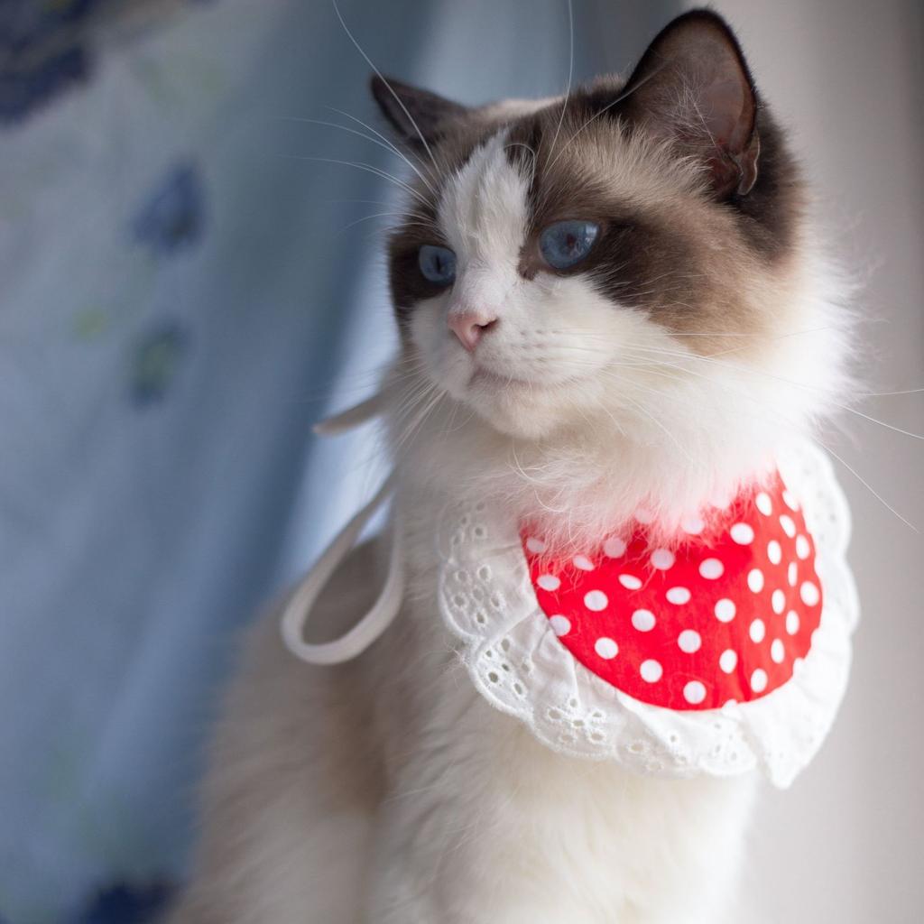 Plaid elastic dog cat pet saliva towel lace lace pet triangle scarf bib supplies