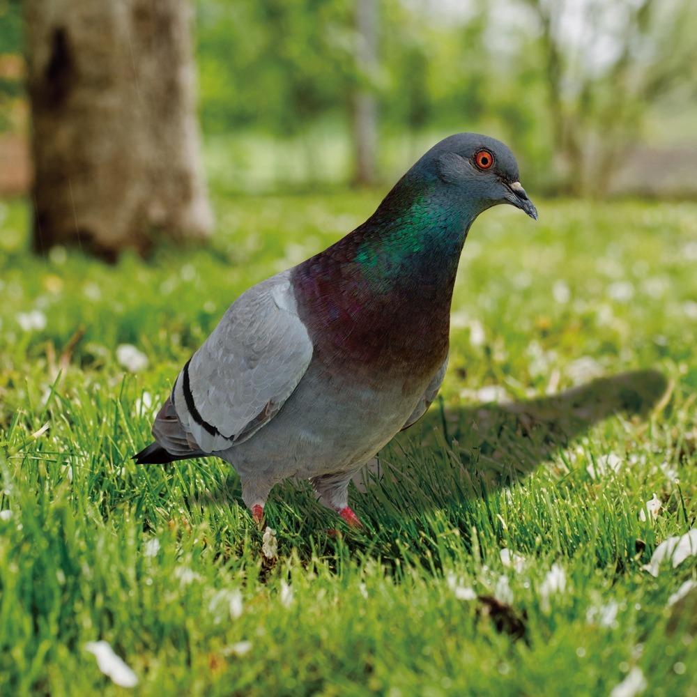 Double-Sided Printing Pigeon Sculpture Acrylic Pigeon Statues Wild Pigeon Decorations Realistic