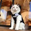 Кошки – Одежда для кошек
