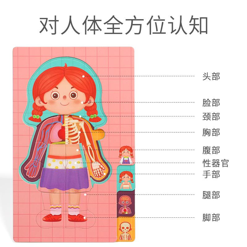 Детская познавательная модель человеческого тела, головоломка по структуре тела, изображение органа, научное учебное пособие, раннее образование, развивающие игрушки