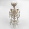 Halloween Prop Plastic Halloween Decoration Animal Skeleton Bones Crow Skeleton Skeleton Raven