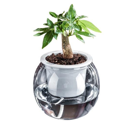 Аквапонный аквариум для рыбок петушков Прозрачный пластиковый ударопрочный горшок Экосистема Аквариум Настольная аквапонная система для домика рыбок петушков Комнатные растения