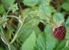 Fragaria moschata - клубника мускусная 15 свежих семян