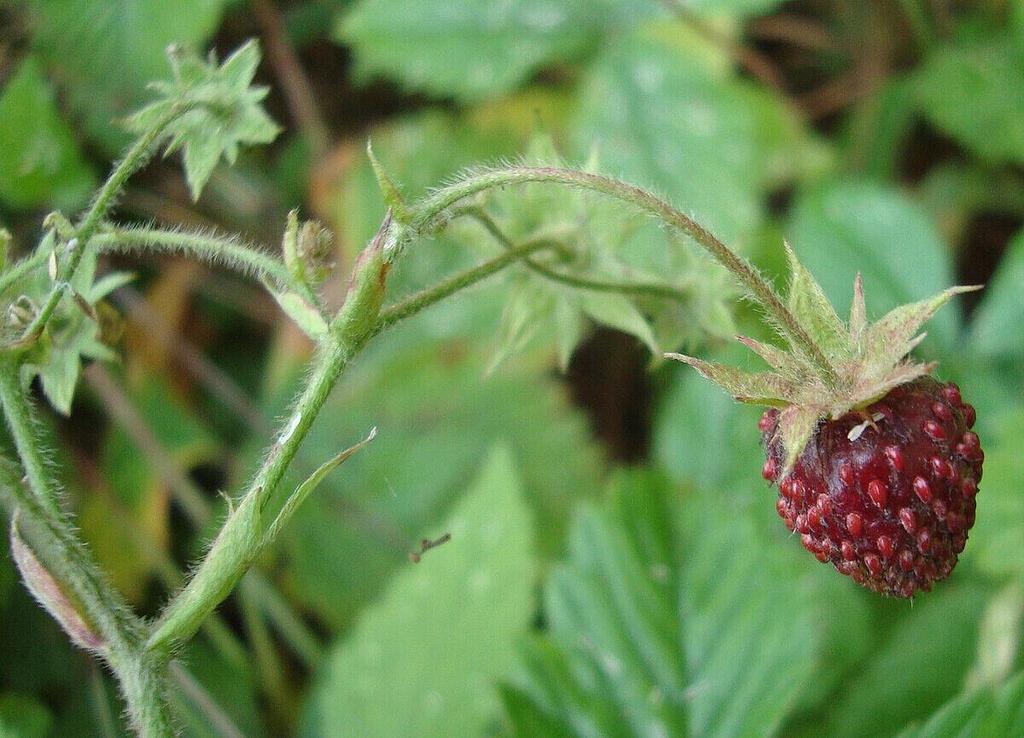 Fragaria moschata - клубника мускусная 15 свежих семян