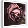 Canvas Print Beautiful Pink Rose Blossom