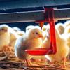 20Pcs Chicken Nipple Drinker Cups Waterer Hanging Cup Drinking Water Tool Farm Supplies