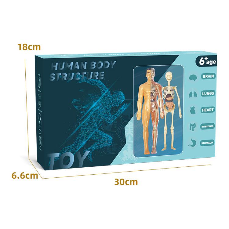 3D Mannequin Diy Human Skeleton Body Torso Model Educational Assembly Learning Kids Toys Anatomy Organ Structure Teaching Tool