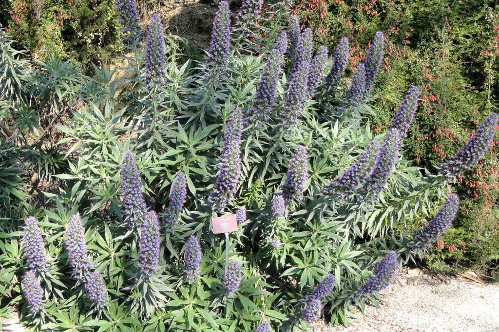 SAFLAX Гордость Мадейры - 100 семян - Echium fastuosa