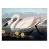 Audubon Vintage Bird Poster Canvas Print Wall Art Picture American Heron Swan Roseate Spoonbill Scarlet Lbis Blue Crane Decor