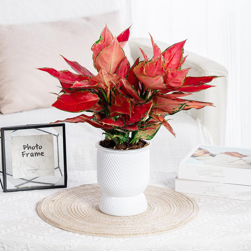 Ленивый цветочный горшок самополивающийся цветочный горшок комнатный суккулентный гидропонный горшок для растений садовые кашпо домашний бонсай украшение