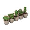 Simulation Foam Cactus/Cactus Potted Plant, Micro-Landscape Office Home Decoration Diy Simulation Potted Plant