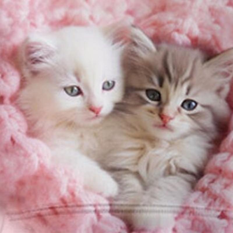 Толстовка с капюшоном с 3D-принтом для девочек, длинный рукав, 3D-принт, осень-зима, активная мода, милый полиэстер, для детей 3-12 лет, для активного отдыха, повседневный, стандартный крой