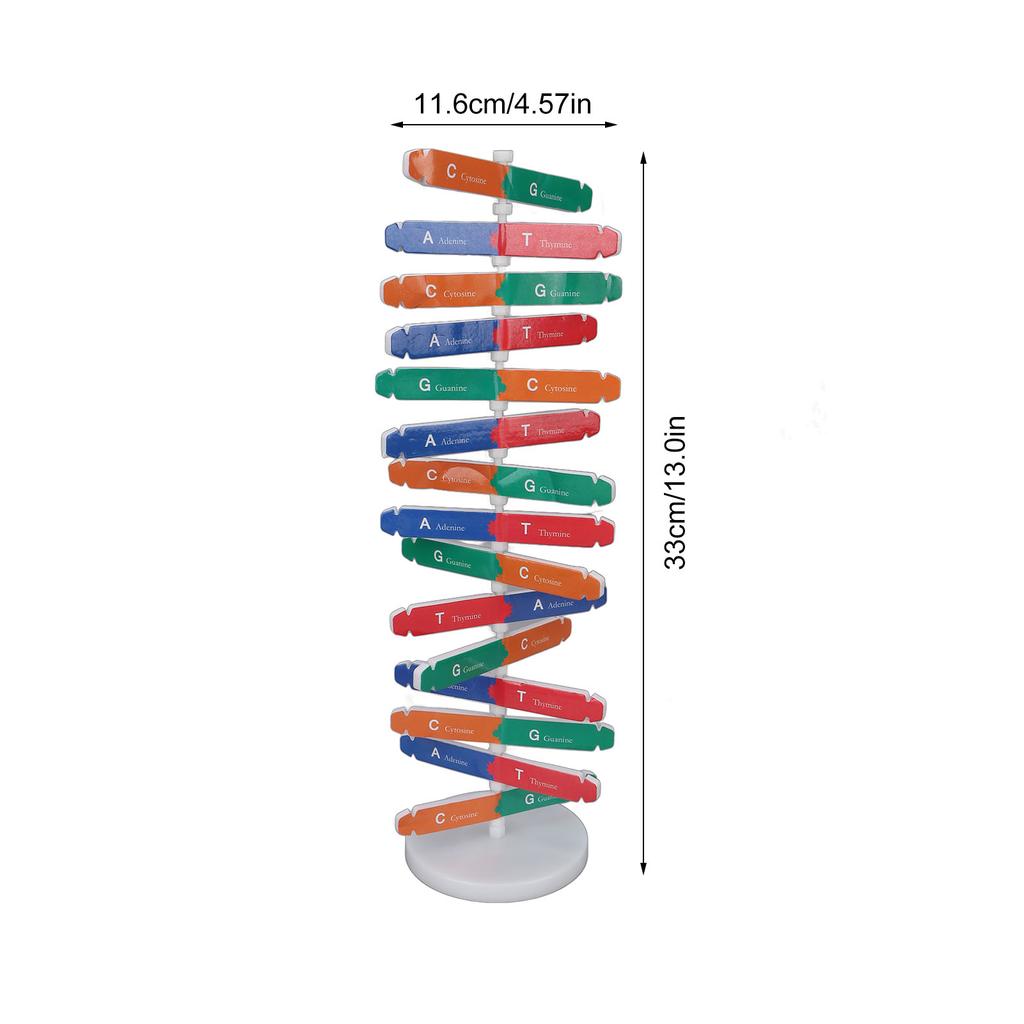 Модель ДНК человека Красочная двойная спираль Сборная модель Научная образовательная обучающая игрушка для детей