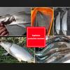 Рыболовные приманки Sasuke Minnow 12 см 17 г плавающие безгубые воблеры искусственная жесткая приманка для ловли окуня и щуки