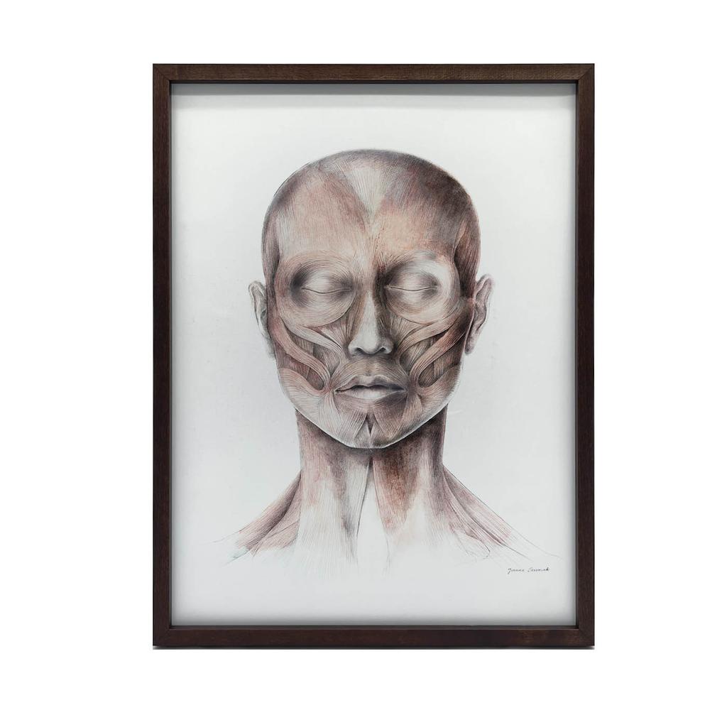 Mięśnie Mimiczne Twarzy - Widok Od Przodu (Norma Frontalis) - Plakat Anatomiczny Mięśnie Mimiczne Twarzy - Widok Od Przodu (Norma Frontalis) - Plakat