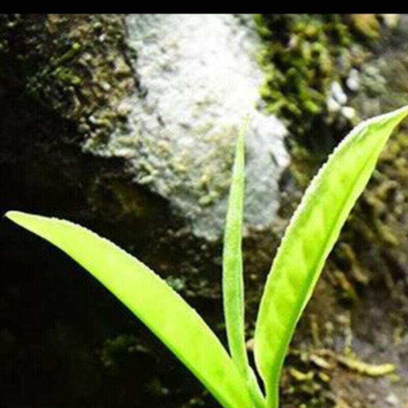 250 г чай Дянь Хун Юньнань с золотыми бутонами листовой черный чай железный консервированный подарочный чай