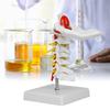 1:1 Human Cervical Vertebra Arteria Spine Spinal Nerves Anatomical Model Anatomy for Science Laboratory