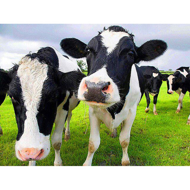 5D DIY алмазная живопись корова вышивка крестиком полная квадратная/круглая дрель Алмазная вышивка животные горный хрусталь фотографии ремесла подарок