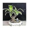 New Groot Green Plant Brazilian Wood Water Raise Lucky Wood Potted Small Tree People fast