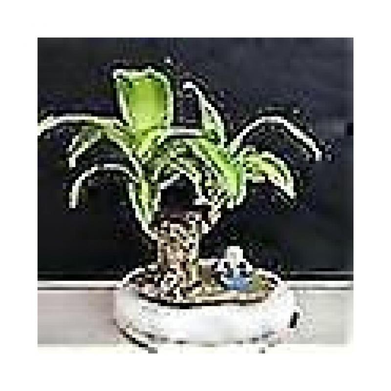 New Groot Green Plant Brazilian Wood Water Raise Lucky Wood Potted Small Tree People fast