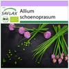 Organic - Chives - 250 Seeds - Allium Schoenoprasum