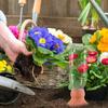 3 Pieces Terracotta Continuous Moisture Spikes For Potted Vegetation Preserves Dampness Up To 2 Weeks