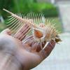 1 шт. натуральный Murex Pecten Shell ископаемые раковины коралловые морские улитки минералы собирать подарок
