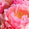 Milbon Jemile Fran Сердечный Заряжающий Уход для Волос 9г х 4