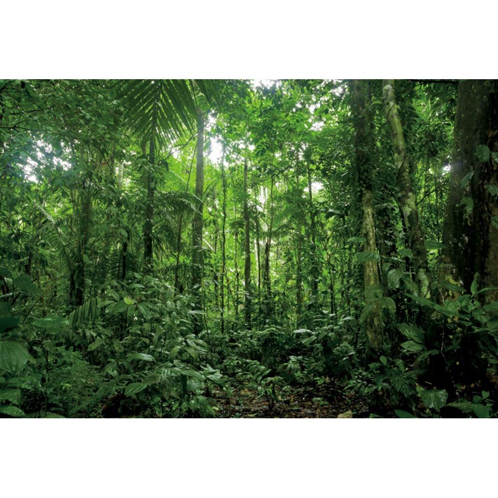 Spring Forest Backdrop Tropical Jungle Rainforest Backdrops for Photography Camping Adventure Birthday Background Photo Studio