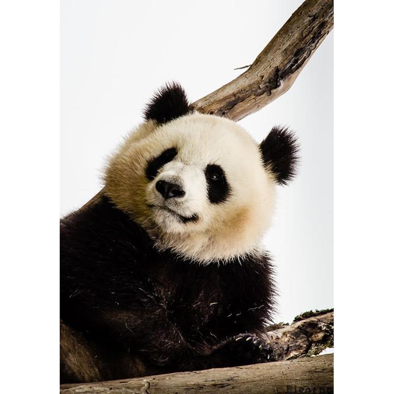 DIY Панда 5D алмазная живопись полная круглая дрель животное Алмазная вышивка крестиком мозаичные наборы настенное искусство домашний декор подарок