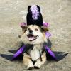 Pet Halloween Witch Costume Dog Wizard Cape Devil Horns Hat Set Pet Witch Cosplay Outfit for Cats Puppies