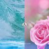 Nippon Kodo Scentscape Ocean & Rose Incense Sticks, 30 Sticks