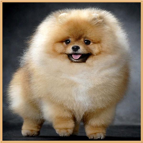 5D DIY Алмазная картина Мультфильм животных Цветок Алмазная вышивка Часть Круглый горный хрусталь Вышивка крестом