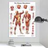 Human Anatomy Muscles System Art Poster Print Body Map Canvas Wall Pictures for Medical Education