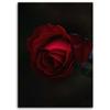 Canvas print, Rose on black background
