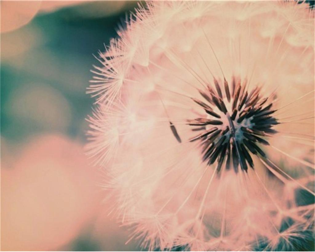 5D Diy Diamond Painting Dandelion Diamond Embroidery Mosaic Sunset Flower Cross Stitch Mosaic Picture Home Decoration Gift