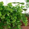 Artificial Wall Hanging Persian Grass Vine Artificial Hanging Fern Vine Hanging Green Plants