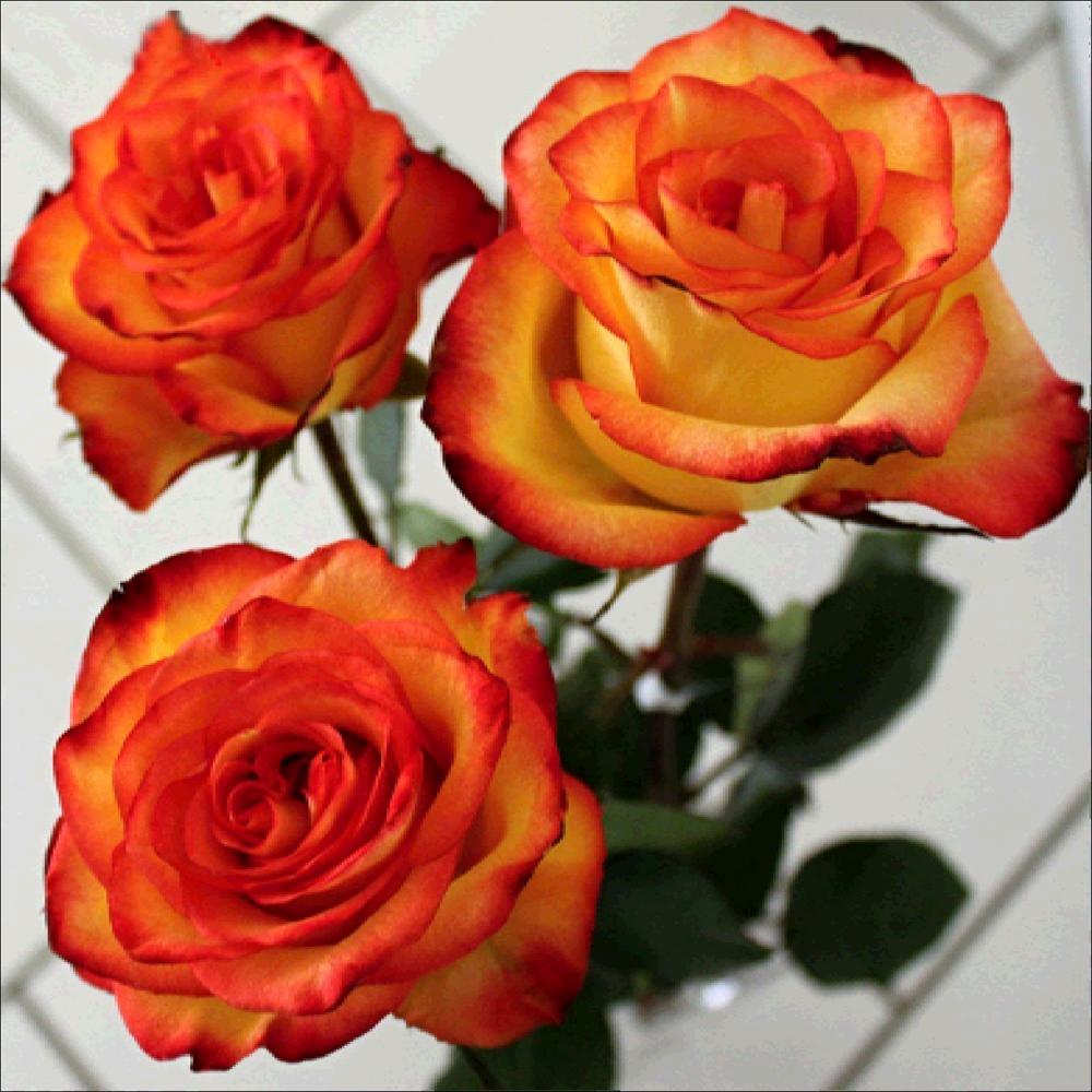 5D Diy Diamond Painting Cup Cross Stitch Sunset Landscape House Animal Penguin Mosaic Diamond Embroidery Home Decoration Gift