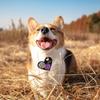 Одежда и обувь – Аксессуары для собак