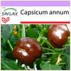 Pepper - Sweet Chocolate X - 10 Seeds - Capsicum Annum