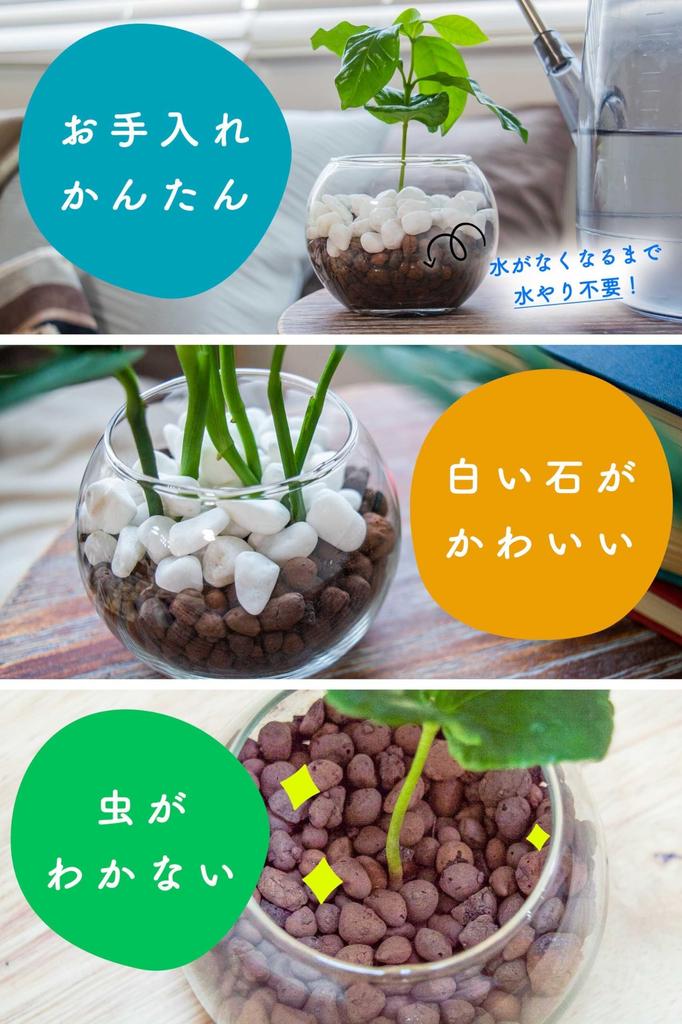 Подарочная коробка с сансевиерией, набор, коробка, которую можно подарить на День рождения, на свадьбу, на 60-летие, в качестве подарка. Настоящее комнатное растение, гидрокультура, мини.