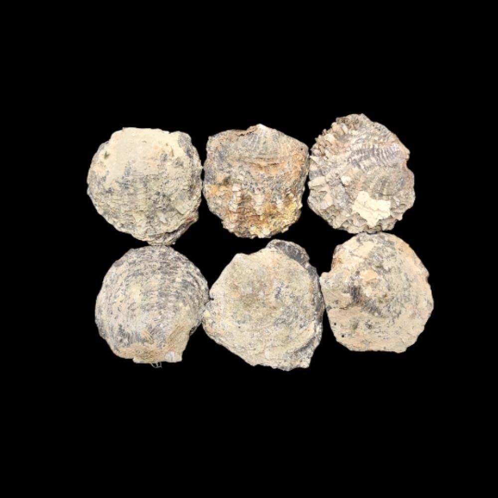 Естественный цвет радуги. Размер от 3 до 4 дюймов. Большая ракушка из волдыря реки Теннесси, ракушка радужного морского ушка, ракушка речного моря, ракушка из целебного жемчуга.