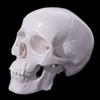 Skull Cap Human Head Model Removable Anatomical Head Skull Fine Arts Skull Model  School Supplies