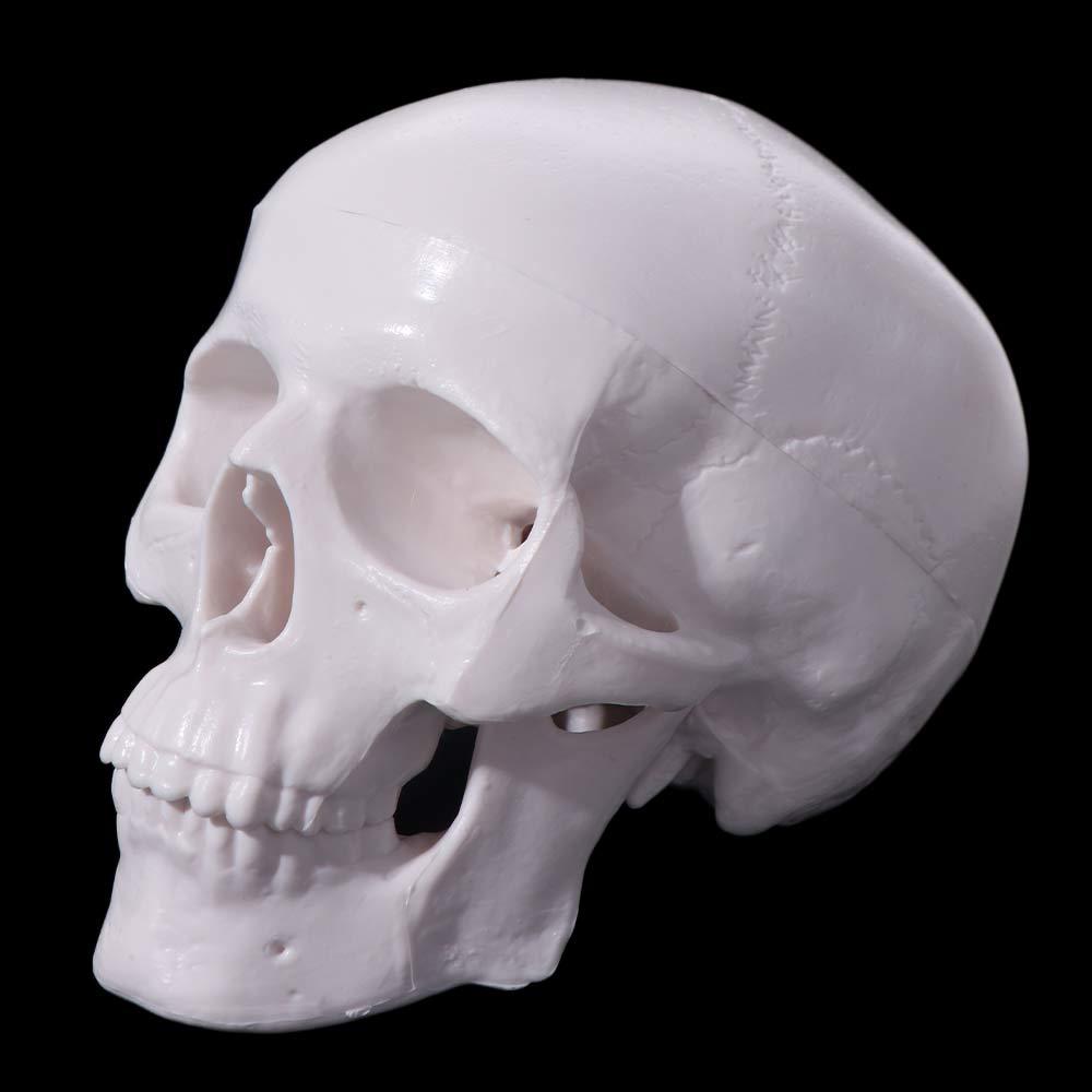 Skull Cap Human Head Model Removable Anatomical Head Skull Fine Arts Skull Model  School Supplies
