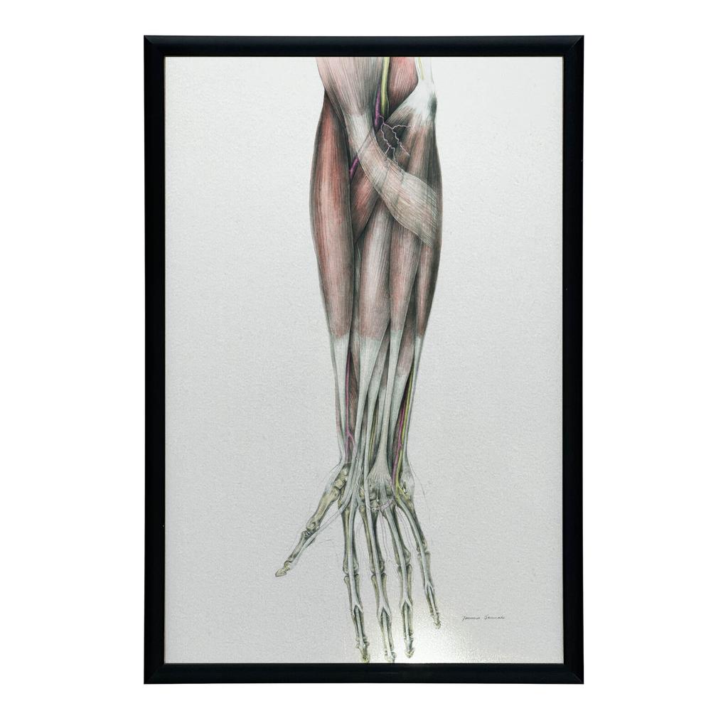 Forearm - Anatomical Poster Forearm - Anatomical Poster, 70X100 Cm, Unframed, Matte Paper 230 Gsm