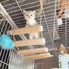 Кошачий игровой комплекс Мост Лестница для кошки Сизалевая веревка Деревянное кошачье дерево Башня Использование для клетки Лазалка Когтеточка Мебель для питомцев Игрушки