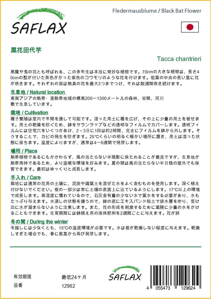 SAFLAX Цветок черной летучей мыши - 10 семян - Tacca chantrieri