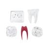 With Base Dental Anatomical Structure Tooth Disintegration Ornaments  Practice Studying Tool